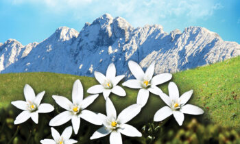 Phoenix Festival Theater to Perform The Sound of Music