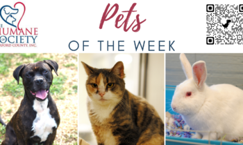Pets of the Week for September 18, 2023