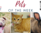 Pets of the Week for September 25, 2023