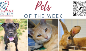 Pets of the Week for September 4, 2023