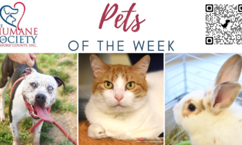Pets of the Week for October 9, 2023