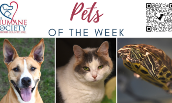 Pets of the Week for October 16, 2023