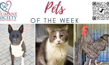 Pets of the Week for October 23, 2023