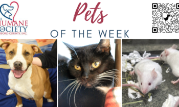 Pets of the Week for October 2, 2023