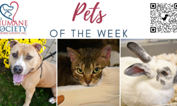 Pets of the Week for November 13, 2023