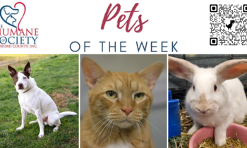 Pets of the Week for November 20, 2023