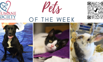 Pets of the Week for November 27, 2023