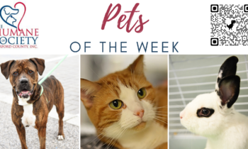 Pets of the Week for November 6, 2023