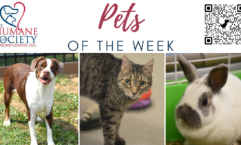 Pets of the Week for December 11, 2023