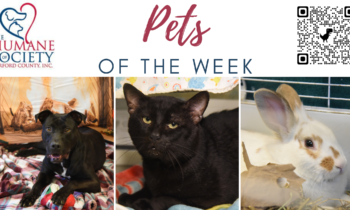 Pets of the Week for December 18, 2023