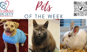 Pets of the Week for December 25, 2023
