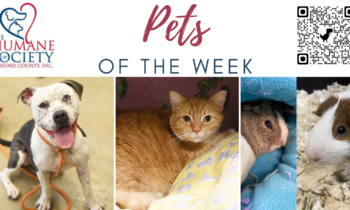 Pets of the Week for December 4, 2023