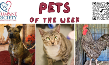 Pets of the Week for January 15, 2024