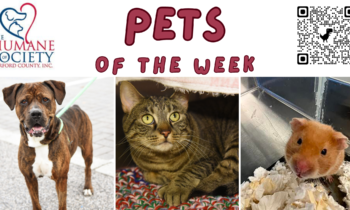 Pets of the Week for January 22, 2024
