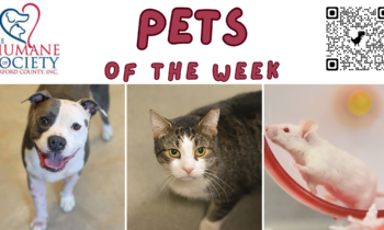 Pets of the Week for January 29, 2024