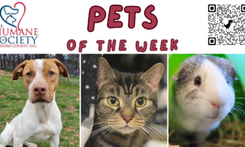 Pets of the Week for January 8, 2024