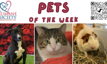 Pets of the Week for February 26, 2024