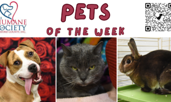 Pets of the Week for February 19, 2024
