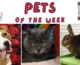 Pets of the Week for February 19, 2024