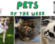 Pets of the Week for March 4, 2024