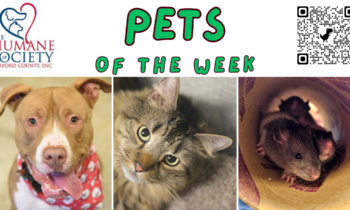 Pets of the Week for March 11, 2024