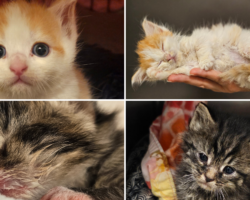 Become a Kitten Hero at the Humane Society of Harford County