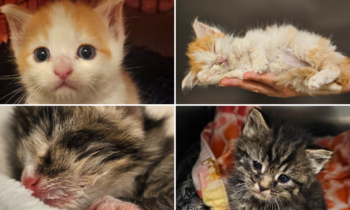 Become a Kitten Hero at the Humane Society of Harford County