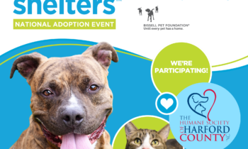Humane Society of Harford County Waiving Dog Adoption Fees to “Empty the Shelters” May 1-15