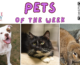 Pets of the Week for April 8, 2024