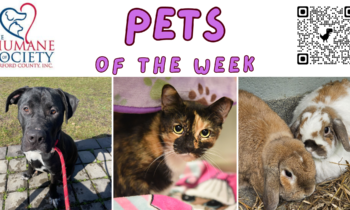 Pets of the Week for April 15, 2024