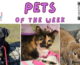 Pets of the Week for April 15, 2024