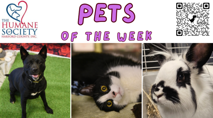 Pets of the Week for April 22, 2024