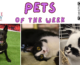 Pets of the Week for April 22, 2024