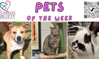 Pets of the Week for April 1, 2024