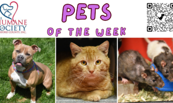 Pets of the Week for April 29, 2024
