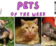 Pets of the Week for April 29, 2024