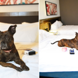 The Humane Society of Harford County Partners with Local Hotel for a “Doggie Sleepover”