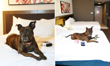 The Humane Society of Harford County Partners with Local Hotel for a “Doggie Sleepover”
