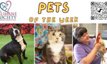 Pets of the Week for May 13, 2024