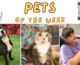 Pets of the Week for May 13, 2024