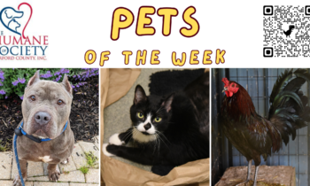 Pets of the Week for May 20, 2024