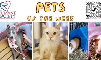 Pets of the Week for May 6, 2024