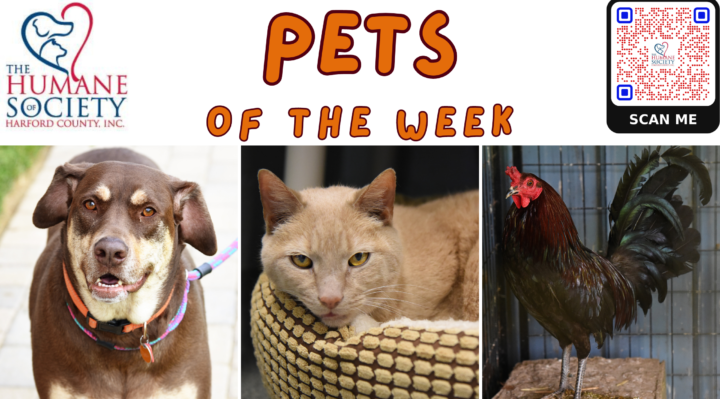 Pets of the Week for June 10, 2024