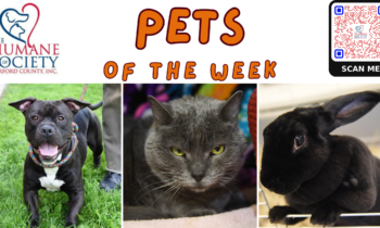 Pets of the Week for June 3, 2024